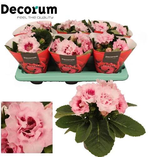Gloxinia Sonata pink - Pink