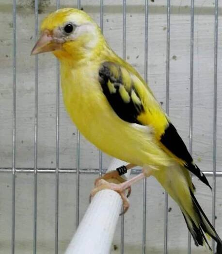 🐦 Le Chardonneret Toujours le Meilleur 🐦❤ 😍🐦 #الحسون #المقنين #القرديل #سهره #بلال_كيوس #BilelKi | Uccelli esotici, Splendidi uccelli, Cardellino