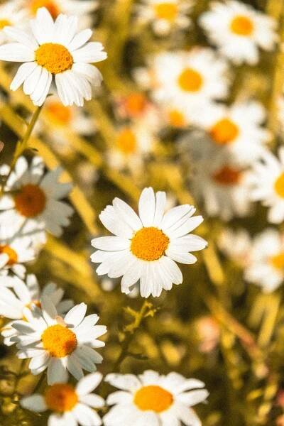 Free A vibrant close-up of white chamomile flowers with yellow centers in a sunlit field. Stock Photo
