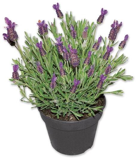 Levandule Lavandula angustifolia;velikost květináče: ⌀ 14 cm