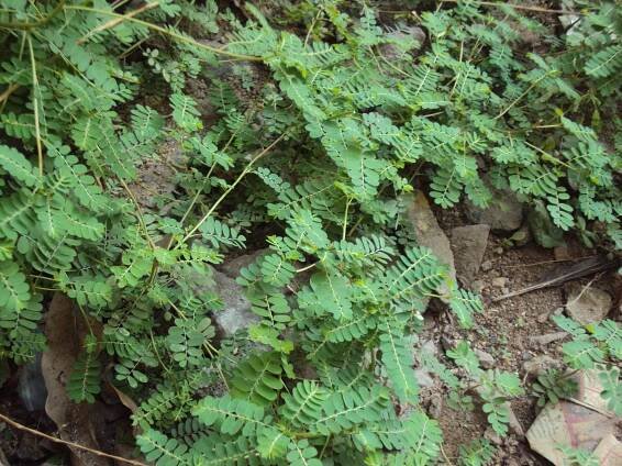 Phyllanthus niruri - Wikipedia