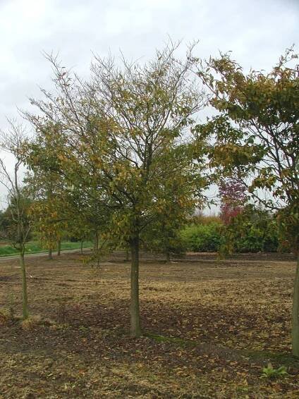 Carpinus japonica | habr japonský - Van den Berk školky