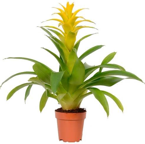 Bromélie mix průměr květináče cca 13 cm nakoupit u OBI
