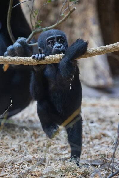Přehledná mapa i informace o zvířatech: Nová aplikace Zoo Praha usnadní orientaci v areálu