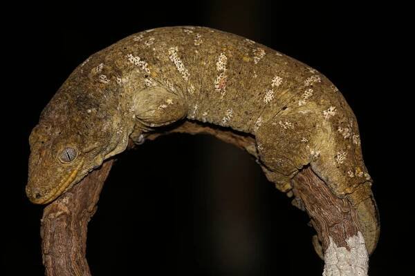 Rhacodactylus leachianus