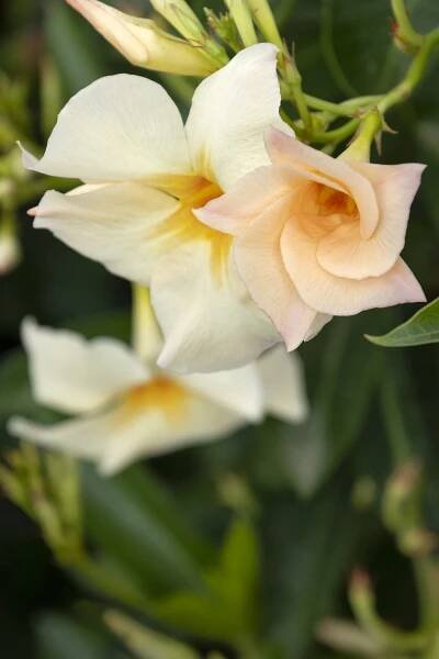 apricot colored flower