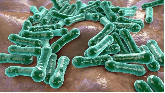 Bakterie Corynebacterium diphtheriae, grampozitivní tyčinka ve tvaru bakterie, která způsobuje záškrt respirační infekce a také kožní léze, 3D ilustrace — Stock obrázek
