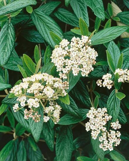 Viburnum pragense , Kalina pražská, 15-20 cm, K9
