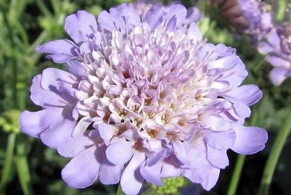 Are Pests an Issue with the Scabiosa