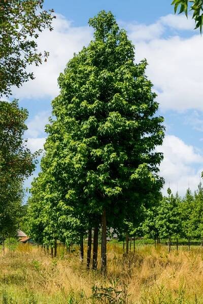 Liquidambar styraciflua | ambroň západní - Van den Berk školky