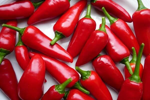 SAFLAX Bio - pálivá chilli paprička - Barak - 15 semen - Capsicum annuum