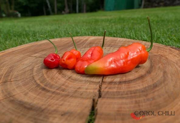 Carolina Reaper x Fidalgo Roxa F4 | Chilli semena | Chilli semena | Chilli semínka | Chilli omáčky | GOROL CHILLI