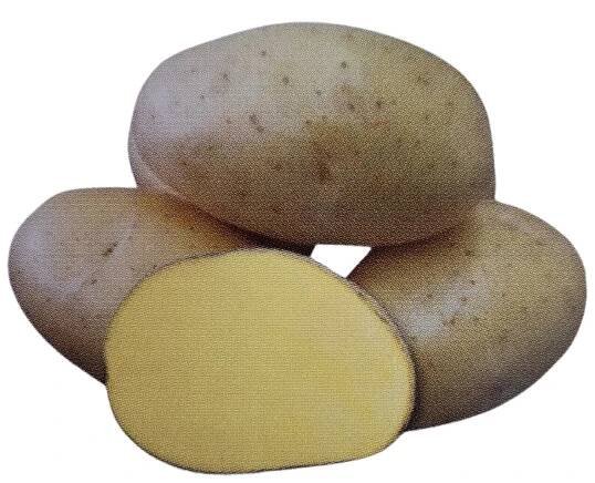 sadbové brambory DALI