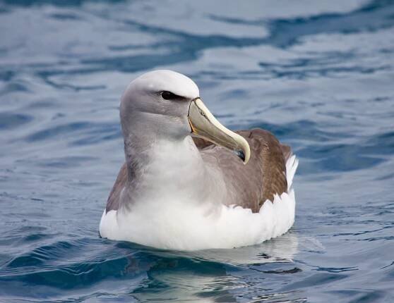 Albatros snarský