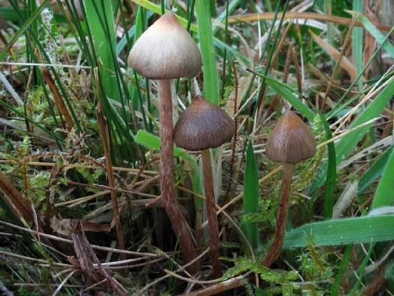 Lysohlávka kopinatá (Psilocybe semilanceata)