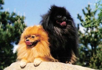Pomeraniani - psí šampioni