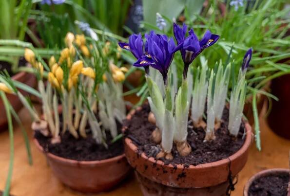 Kosatec síťkovaný (Iris reticulata)