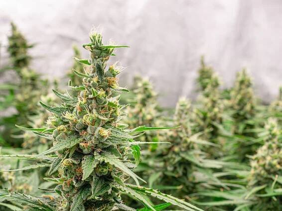 The ABCs of THC