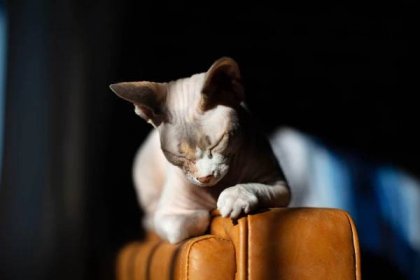 Sphynx Cat | Breed Profile, Price, 8 Types, Care Tips, Facts, Health Issues 24