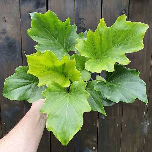 Philodendron Selloum Hope 14cm nursery pot
