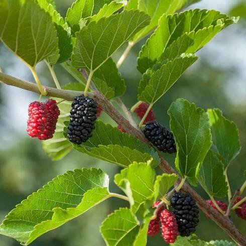 Moruša kríková BonBonBerry Mojo Berry