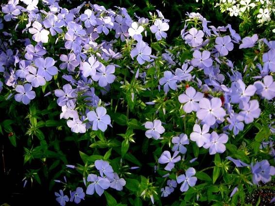 Phlox divaricata 'Blue Moon'