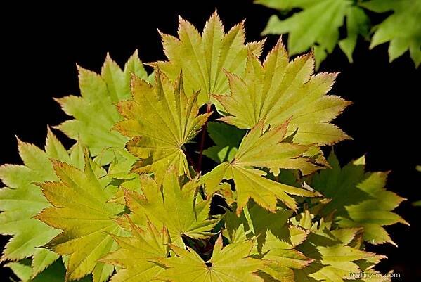 Javor shirasavanský Aureum (Acer shirasawanum), listy