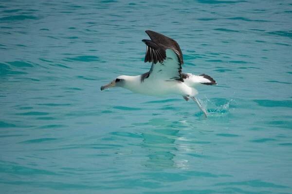 Albatrosovití – Wikipedie