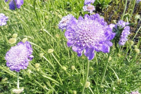 Scabiosa caucasica " Perfecta " - hlaváč kavkazský Zahradnictví Krulichovi - zahradnictví, květinářství, trvalky, skalničky