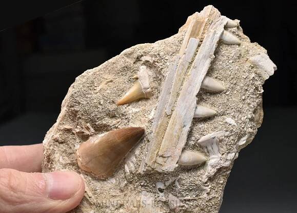 čelist ryboještěra - Halisaurus | minerals-fossils.cz
