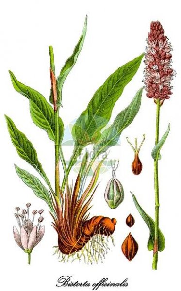 Persicaria bistorta - Polygonaceae,Plantae,Pteridobiotina,Angiosperms,Caryophyllales,Polygonaceae,Persicaria,Persicaria bistorta,Bistorta abbreviata, Bistorta carnea, Bistorta elliptica, Bistorta ensigera, Bistorta lapidosa, Bistorta major, Bistorta major subsp. carnea, Bistorta major subsp. cordifolia, Bistorta major subsp. elliptica, Bistorta major subsp. ensigera, Bistorta major subsp. nitens, Bistorta major subsp. plumosa, Bistorta major var. ovata, Bistorta major var. pacifica, Bistorta nitens, Bistorta officinalis, Bistorta officinalis subsp. japonica, Bistorta officinalis subsp. pacifica, Bistorta pacifica, Bistorta pacifica f. velutina, Bistorta pacifica var. tomentella, Bistorta plumosa, Bistorta subauriculata, Bistorta vulgaris, Bistorta vulgaris var. nitens, Bistorta vulgaris var. pacifica, Colubrina intorta, Polygonum bistorta, Polygonum bistorta subsp. plumosum, Polygonum bistorta var. plumosum, Polygonum lapidosum, Polygonum plumosum,Schlangen-Wiesenknöterich;Schlangen-Knöterich;Wiesen-Knöterich;Natterwurz;common bistort;european bistort;adderswort;bistort;serpentory;snakeroot;meadow bistort;Renouée bistorte;couleuvrée;serpentaire;andrelles;bistorte;feuillote;langue de boeuf;poligono bistorta;polígono bistorta;bistorta;bistorta menor;suelda colorada;Poligono bistorta;bistorta;poligono dei pascoli;serpentina;adderwortel;serpentaria-vermelha;serpentária-vermelha;bistorta;colubrina;горец змеиный;змеевик;раковые шейки;çimen eveleği;nejca e përdredhur;nejcë;bistorta;bistorta vera;livadni dvornik;suiker-berk;stor ormrot;slangeurt;rdest wężownik;ibuki-tora-no-o;イブキトラノオ;kačja dresen;kígyógyökerű keserűfű;lomikámen trsnatý křehký;rdesno hadí kořen;răculeț;hadík koreň väčší;hadovník väčší;гірчак зміїний;обикновено кървавиче;ussitatar;zalkšu sūrene;ormrot;konnantatar;slöngusúra;увинути дворник;rūgtis gyvatžolė;quán cān;拳参