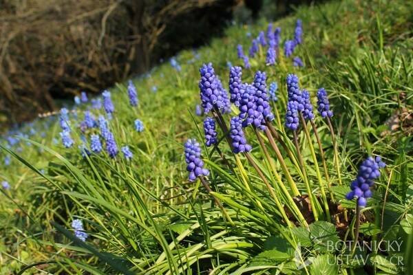 jednoděložné | Herbář | Fotogalerie | iBotky.cz