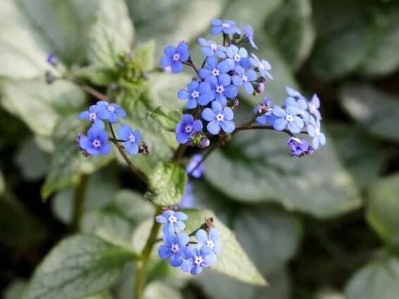 Brunnera macrophylla Looking Glass 23 1024x1024