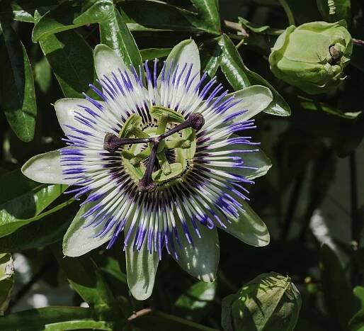 Passiflora caerulea - Wikipedia