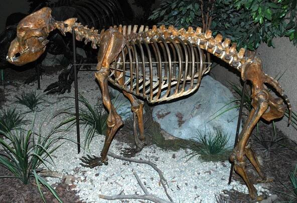 A cave bear from Pleistocene France.