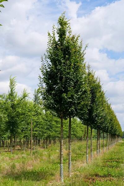Carpinus betulus 'Lucas' | habr obecný 'Lucas' - Van den Berk školky