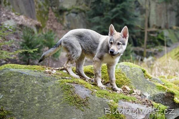 Arrya Ferra modelka - Buddywolf