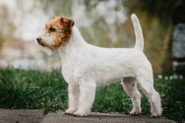 Jack Russell Teriér | Kynologický magazín eCanis.cz