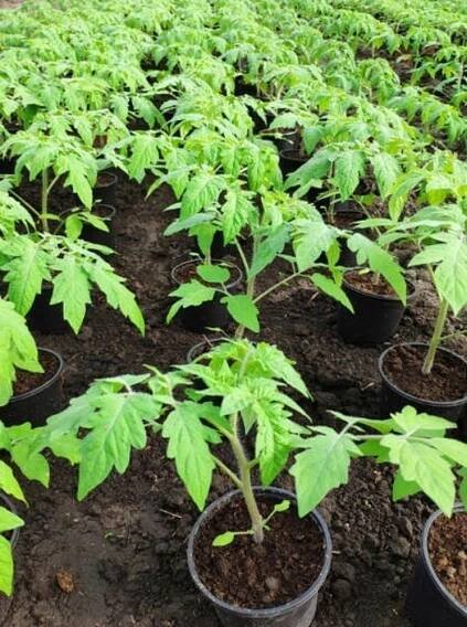 KVĚTINÁČ KULATÝ NÍZKOPRODUKČNÍ PLASTOVÝ PRO SADBU SAZENICE VELKÝ 20L Kód výrobce GP11327