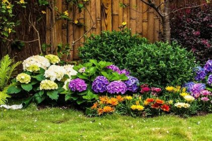 Dobří sousedé: 7 květin, které lze zasadit vedle hortenzie