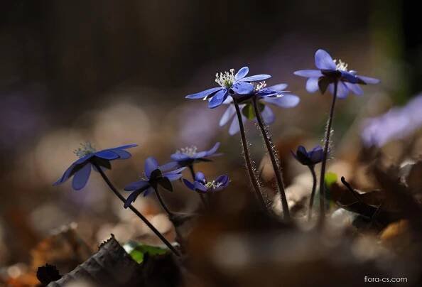 Jaterník podléška (Hepatica nobilis)