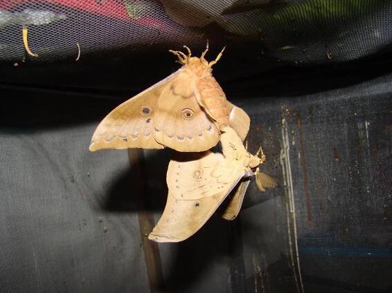 Antheraea pernyi — “Chinese Oak Silkmoth” | Welcome, visitor!