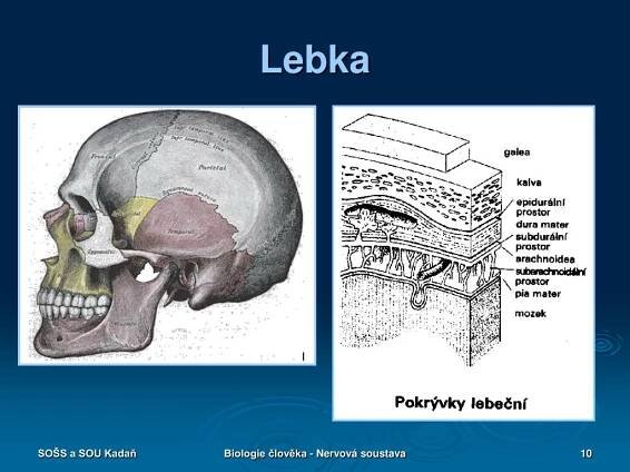 PPT - BIOLOGIE ČLOVĚKA NERVOVÁ SOUSTAVA PowerPoint Presentation, free download - ID:457190