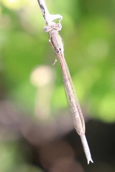 Sympecma fusca