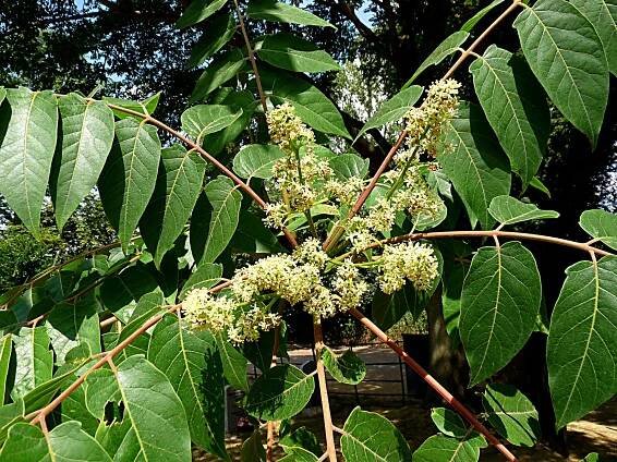 La flor de ailanto aparece en primavera