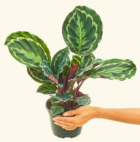Calathea Medallion in a 6 inches grow pot
