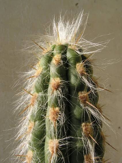 Cephalocereus senilis
