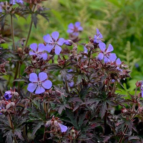 Geranium pratense  'Dark Reiter'