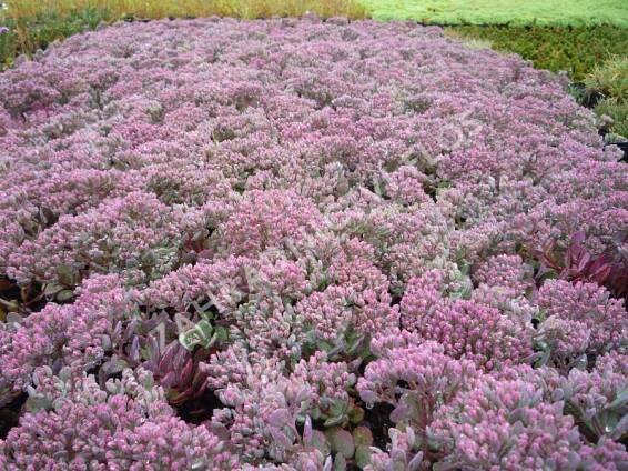 Rozchodník větvený 'Robustum' - Sedum cauticola 'Robustum'