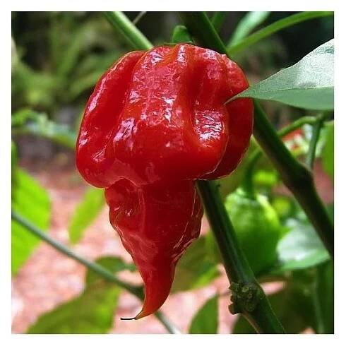 Trinidad Scorpion Butch Taylor, extrémně pálivé chilli papričky - semena čili papriček - 5 ks
